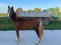 Jument, Chevaux — photo 2