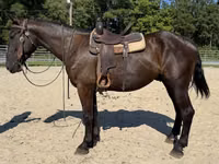公马, Horses — 照片 5