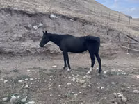 Mare, Anglo-Arabian — photo 3