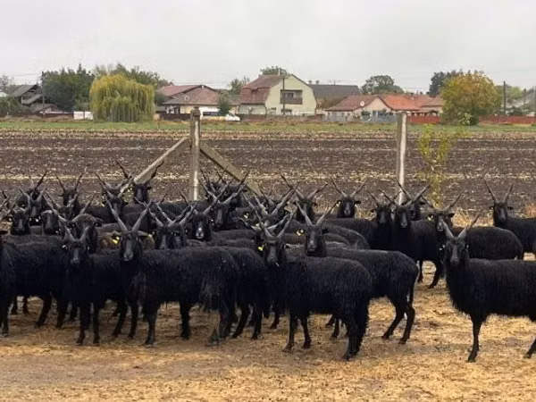 Schafe (Partie, Geschlecht nicht angegeben), Racka sheep