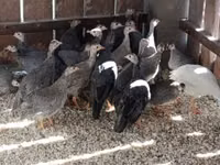 Guinea fowl — photo 1