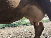 بقرة, سلالة ألاطاووس — الصورة 1