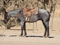 公马, Quarter Horse — 照片 6