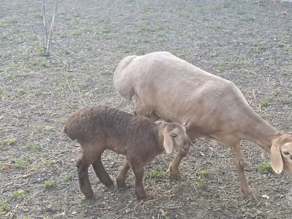Oveja, Arashan sheep