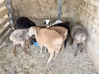 Bélier, Moutons — photo 3