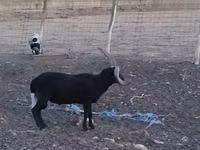 公羊, Shetland sheep — 照片 7