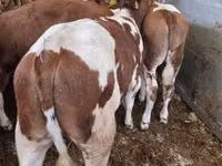 Bulle, Simmental cattle — Foto 1