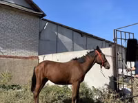 公马, Anglo-Arabian — 照片 6