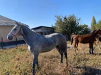 公马, Horses — 照片 6