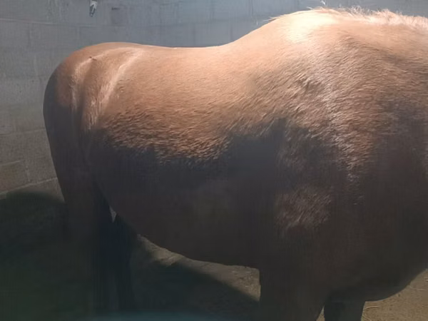Mare, Budyonny horse