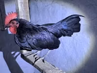 डेनिश हेन — फ़ोटो 5