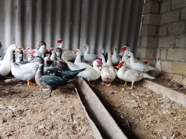Ducks