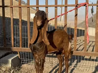 Chèvres (lot, sexe non indiqué), Nubian Goat — photo 2