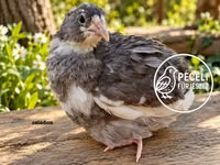 Quails — फ़ोटो 5