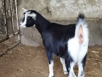 Chèvre, Alpine goat — photo 6