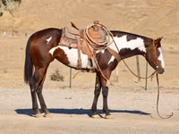 घोड़ी, National Show Horse — फ़ोटो 6