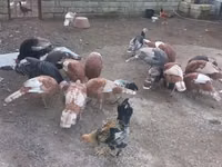 Turkeys — 照片 8