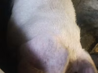 公猪 — 照片 5