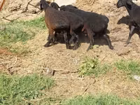 Bélier, Moutons — photo 1