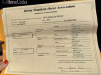 Cheval, Rocky Mountain Horse — photo 8