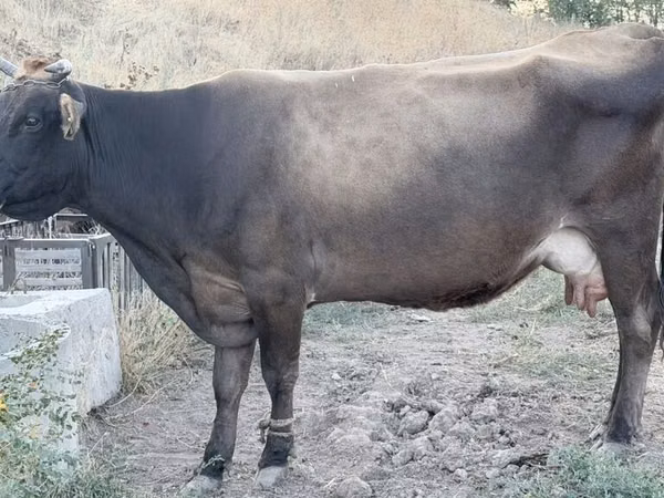 母牛, Ukrainian Brown Dairy Cattle