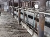 Vache, Type industriel de la vache ukrainienne rouge et tachetée de Boukovine — photo 1