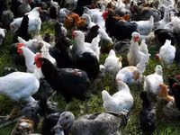Chickens — foto 5