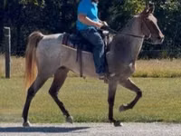 Cheval, Rocky Mountain Horse — photo 8