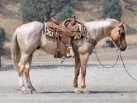 حصان, Quarter Horse — الصورة 3