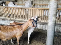 Chèvre, Nubian Goat — photo 2