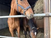母马, Polish pony — 照片 5
