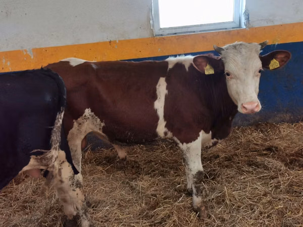 公牛, Simmental cattle