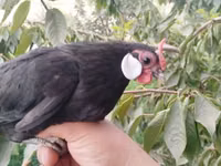 मिनोरका — फ़ोटो 7