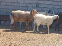 公羊, Ordabasy sheep — 照片 7