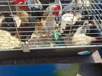 Holländisches Bantam — Foto 1