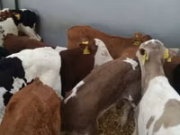 Rinder (Partie, Geschlecht nicht angegeben), Simmental cattle — Foto 6