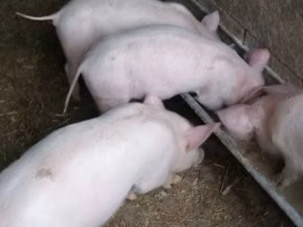 母猪, Pigs