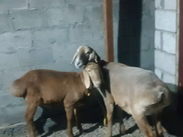 母羊, Rhon sheep