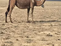 Camels (batch, sex not specified), Anafi camel — photo 2