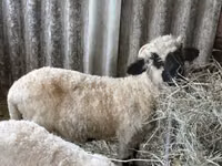 Widder, Valais Blacknose sheep — Foto 2