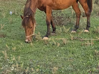 Stute, Azerbaijan horse — Foto 6