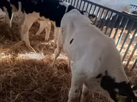 Bulle, Russian Black pied cattle — Foto 7