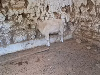 Chèvre, Russian White goat — photo 1