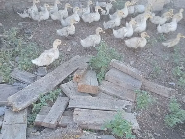 Немецкий пекин