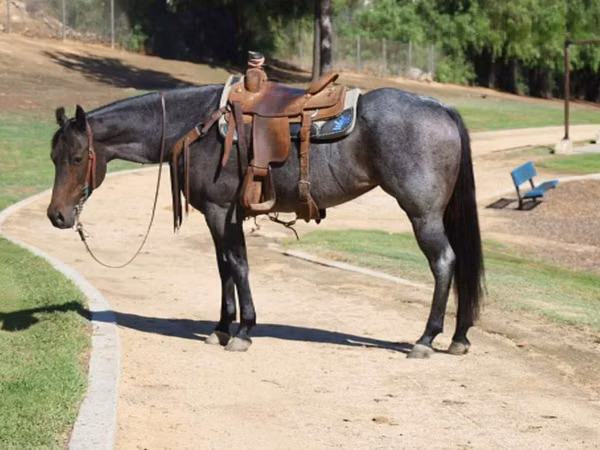 母马, Quarter Horse