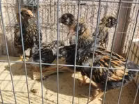 وياندوت — الصورة 4