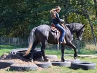 Cheval, Hunter — photo 3