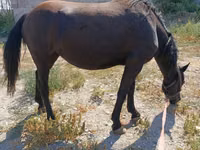 घोड़ी, Skyros Pony — फ़ोटो 3