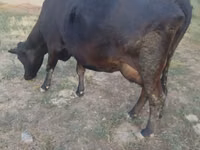 母牛, Red Polled Cow — 照片 4