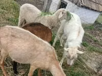 Widder, Merino sheep — Foto 2